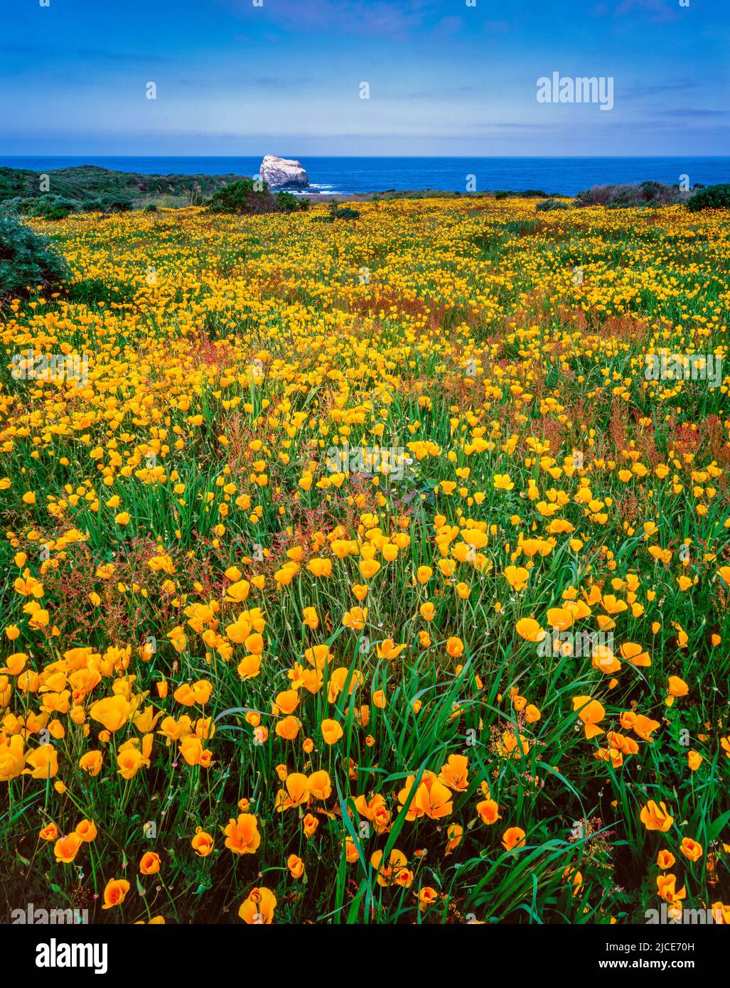 Poppies, Pacific Valley, Big Sur, Monterey County, Kalifornien Stockfoto