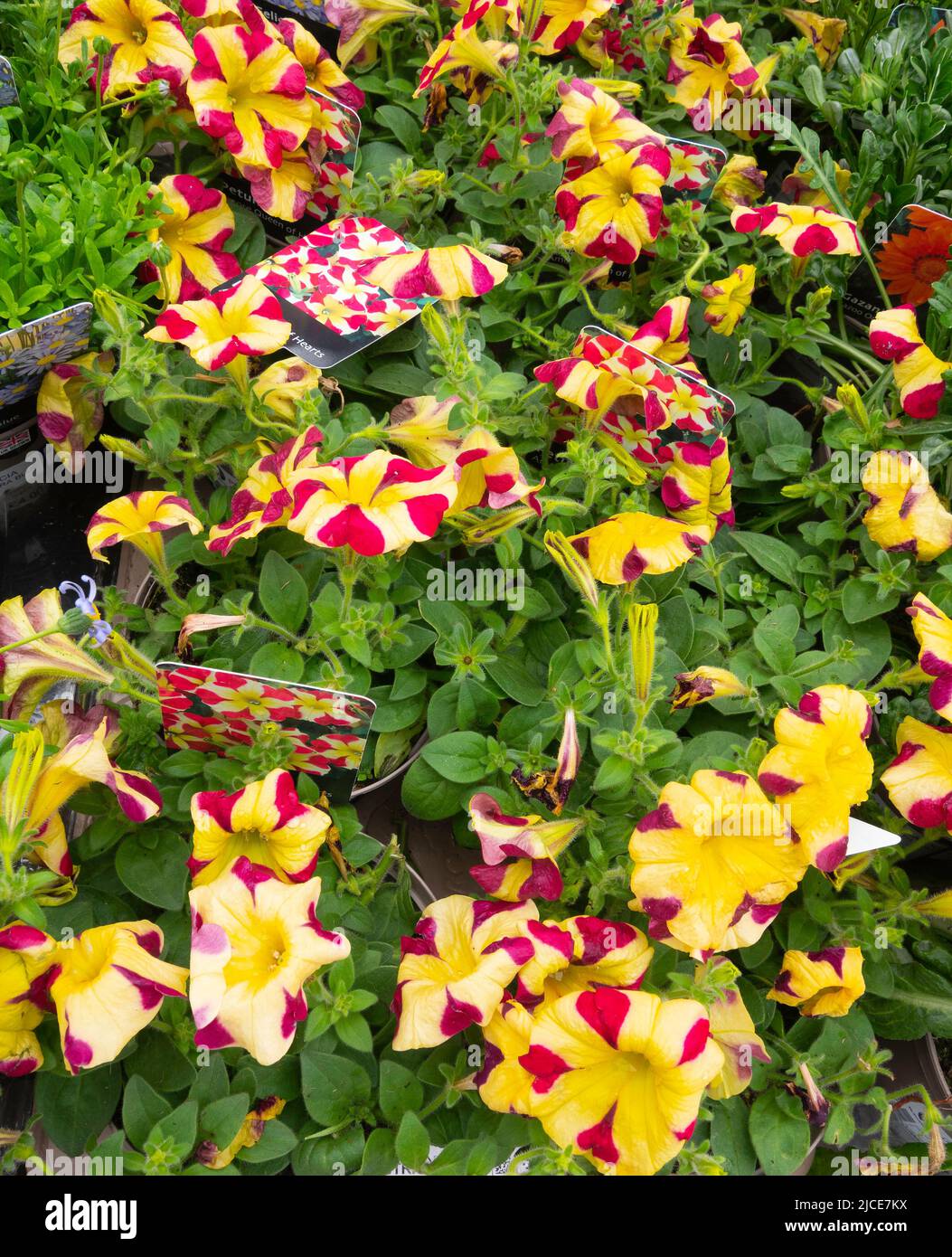 Eine Ausstellung von Petunia amore Queen of Hearts Pflanzen zum Verkauf in einem North Yorkshire Garden Center Stockfoto