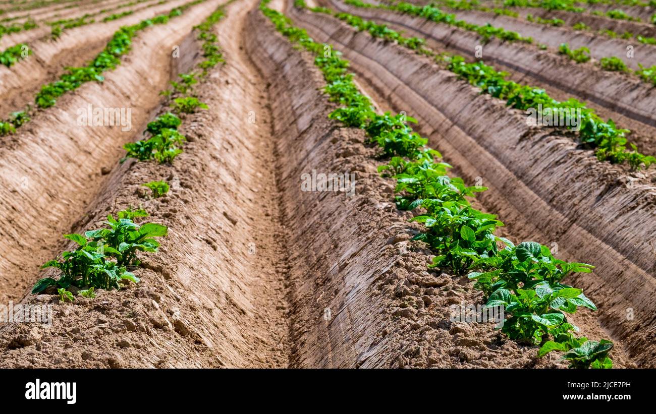 Kartoffelfeld. Sprossen junger Pflanzen erschienen aus dem Boden Stockfoto