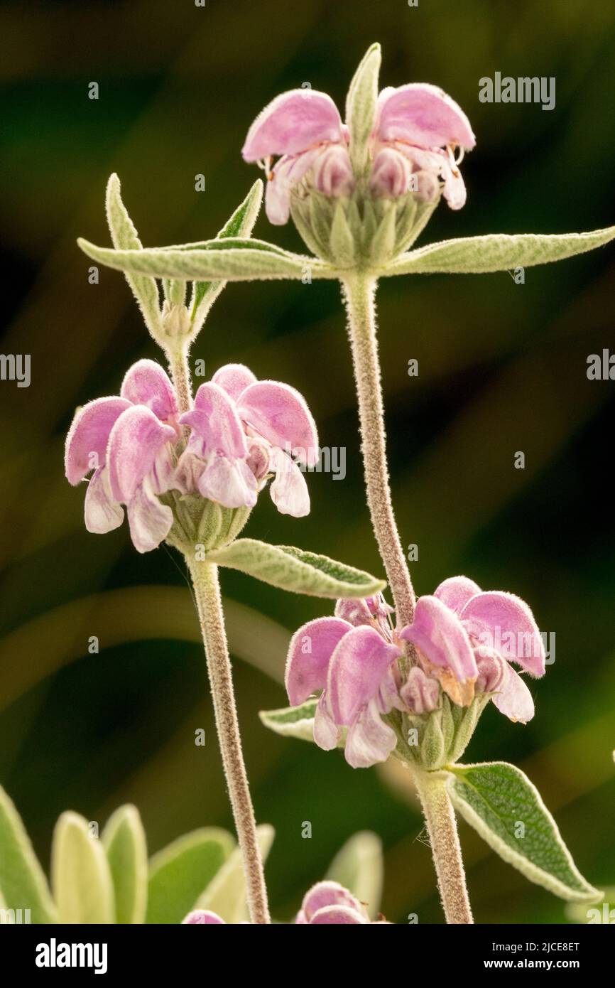 Phlomis purpurea, Blume, Purple Salbei, Pink Blooms, Blumen, Hochformat Stockfoto