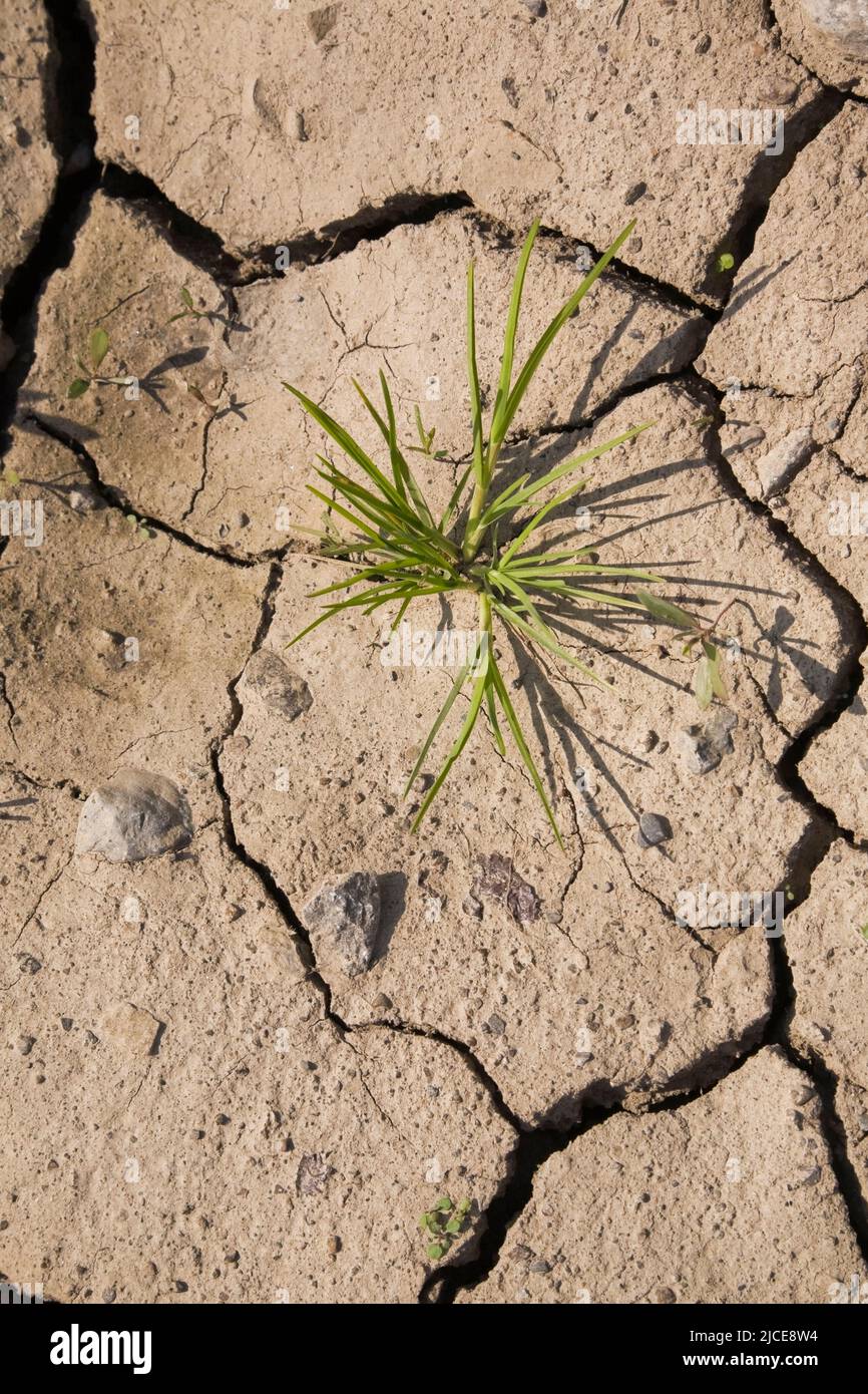 Fleck Gras wächst in ausgetrockntem landwirtschaftlichen Feld im Frühjahr. Stockfoto