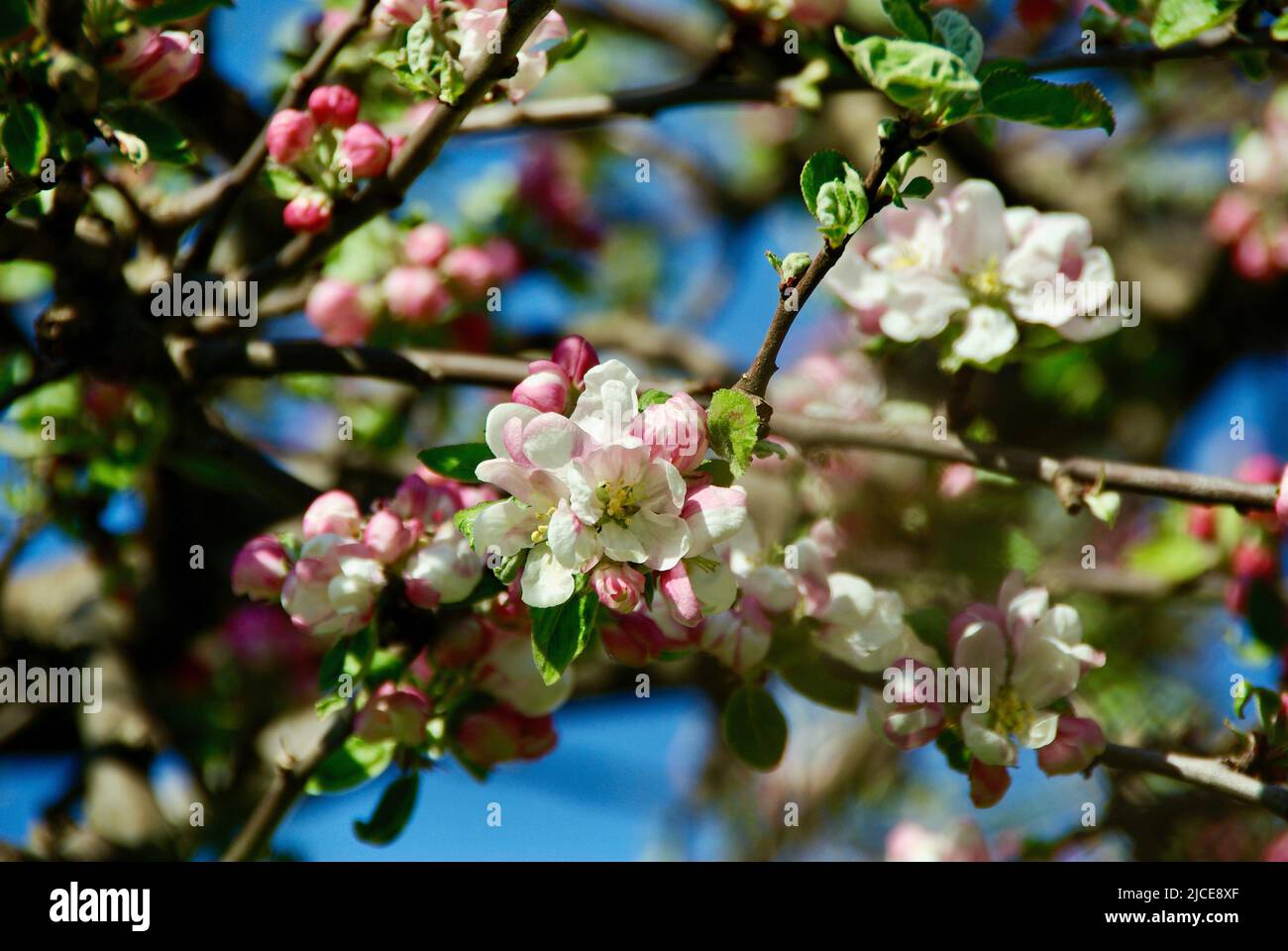 Äste von Krabbenapfelbaum mit rosa Knospen und weißer Blüte im Frühling. Stockfoto