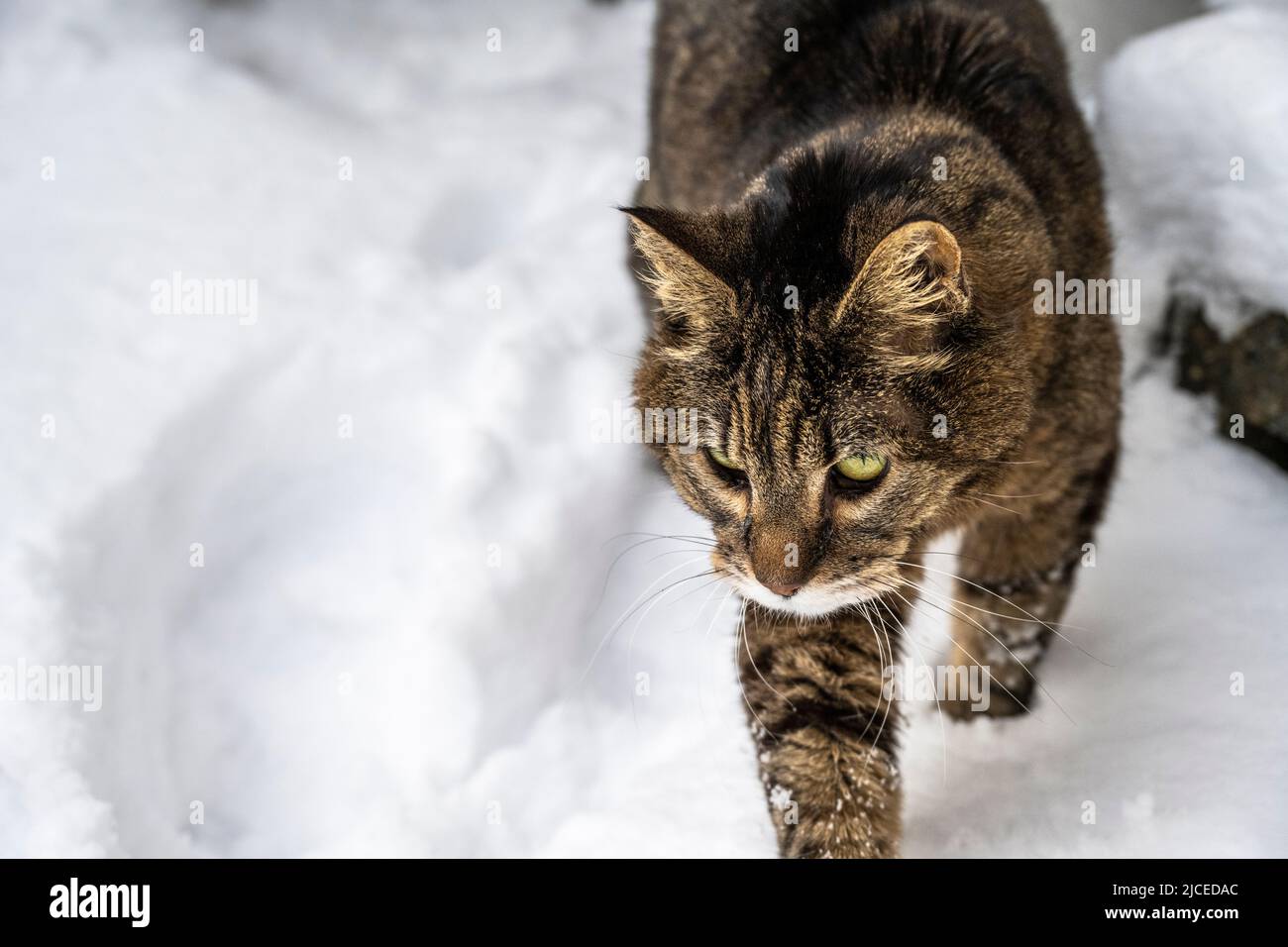 Braun und schwarz gestreifte, gestromte Katze, die im Schnee läuft Stockfoto