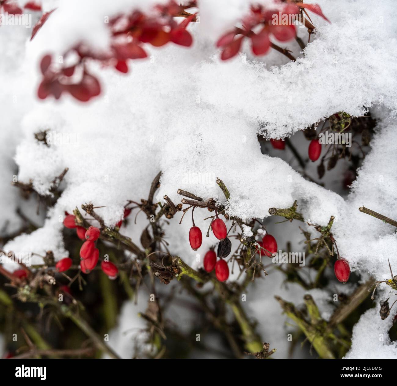 Rote Samen auf einem einheimischen Busch des pazifischen Nordwestens, der mit Schnee bedeckt ist Stockfoto