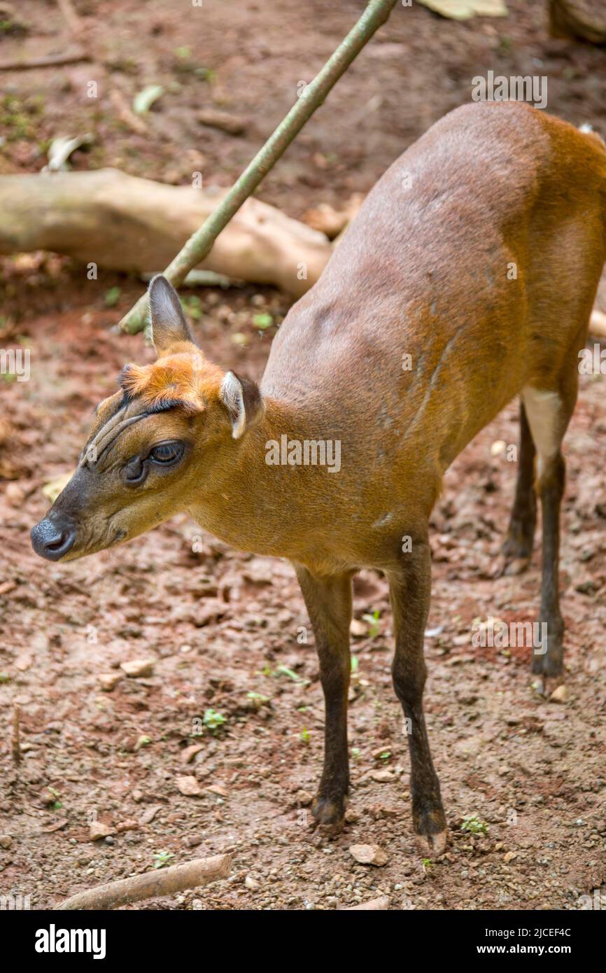 Der indische Muntjak (Muntiacus muntjak) ist eine in Süd- und Südostasien heimische Hirschart. Es hat weiches, kurzes, bräunliches oder gräuliches Haar Stockfoto