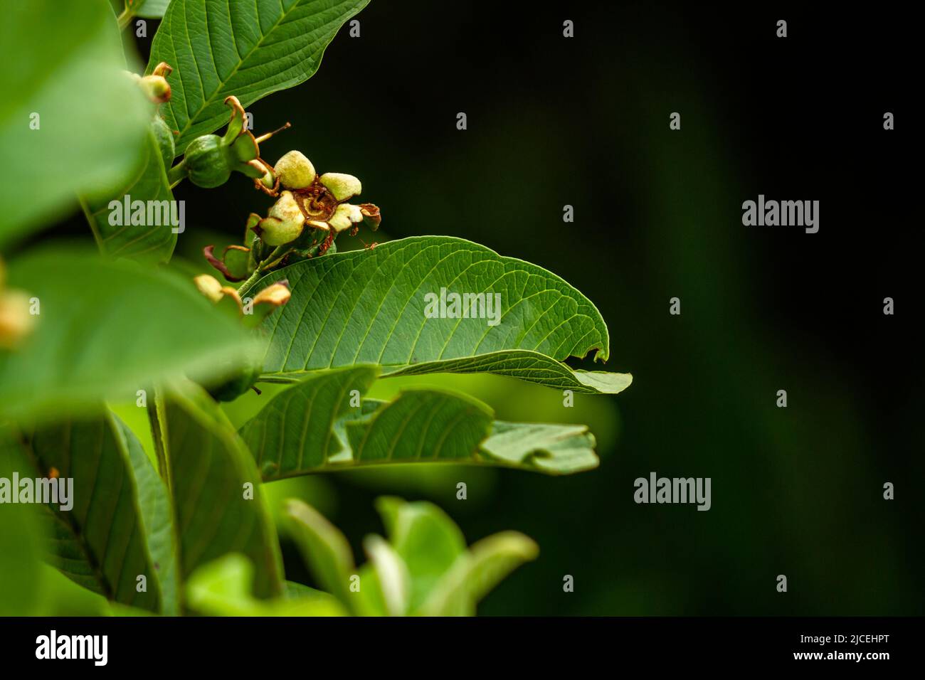 Prospektive Frucht der Guava-Pflanze, die an kleinen Holzzweigen hängt, braune, steife grüne Blätter, tropische Fruchtpflanze Stockfoto