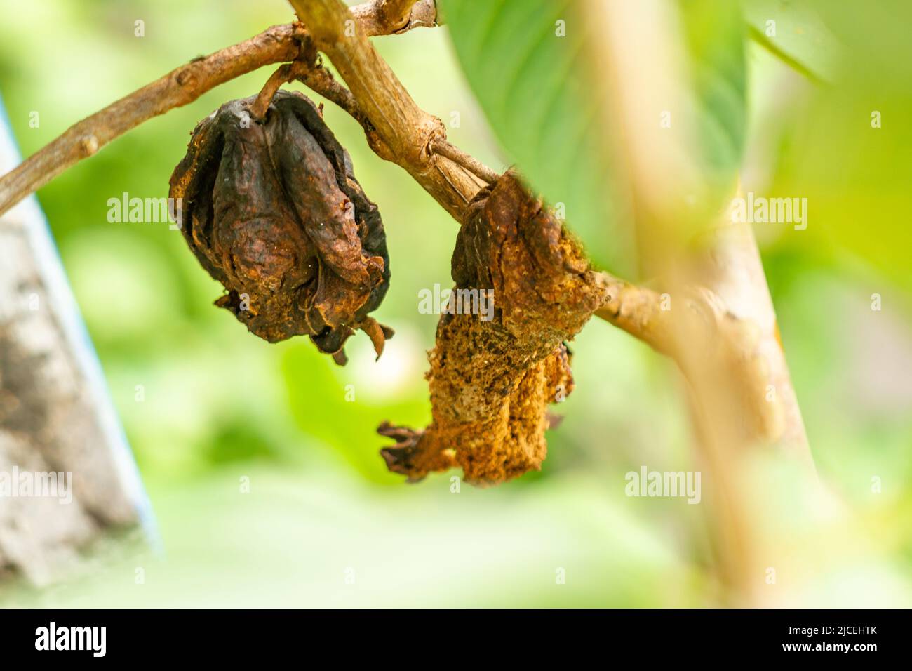 Die Frucht der verfaulten Guava-Pflanze, die an einem kleinen Holzzweig hängt, ist braun, die Blätter sind steif-grün, tropische Fruchtpflanze Stockfoto