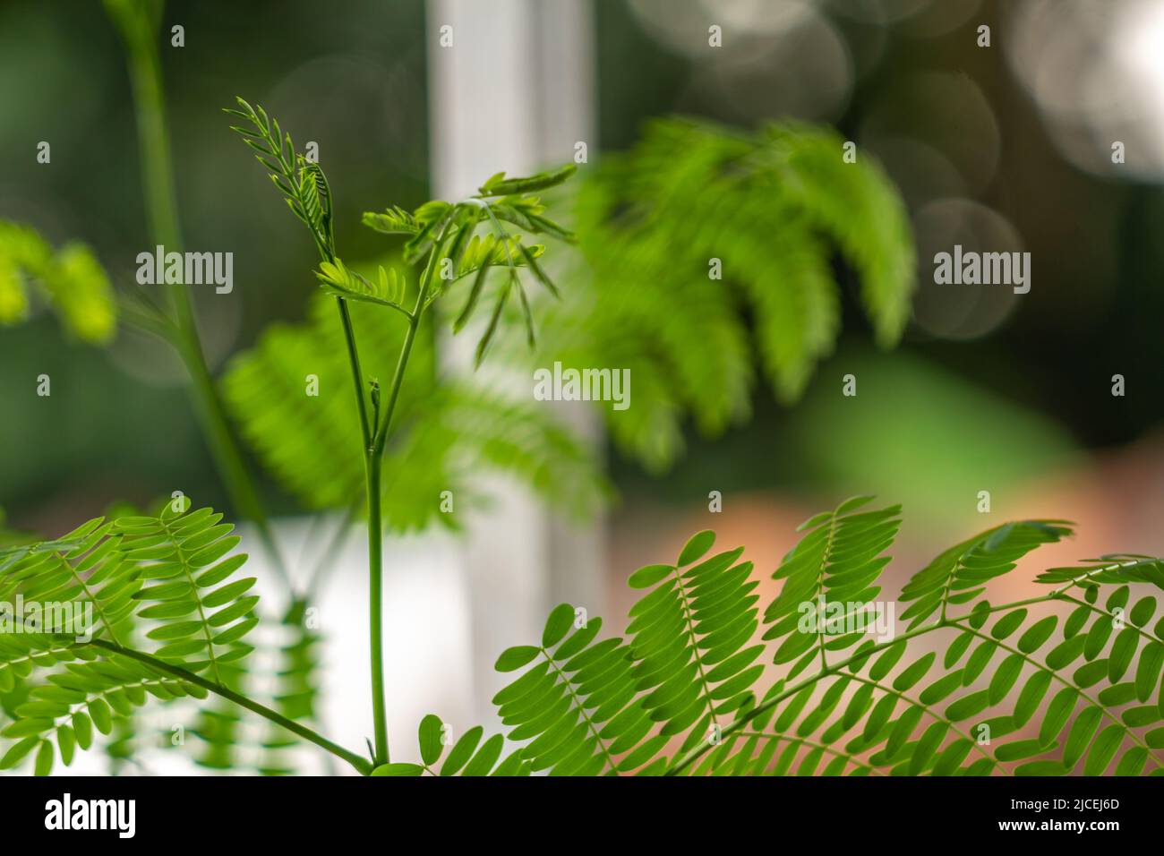 Die Triebe der Tamarindenpflanze sind grün, die kleinen Blätter sind frisch grün, das Pflanzenwachstum Stockfoto