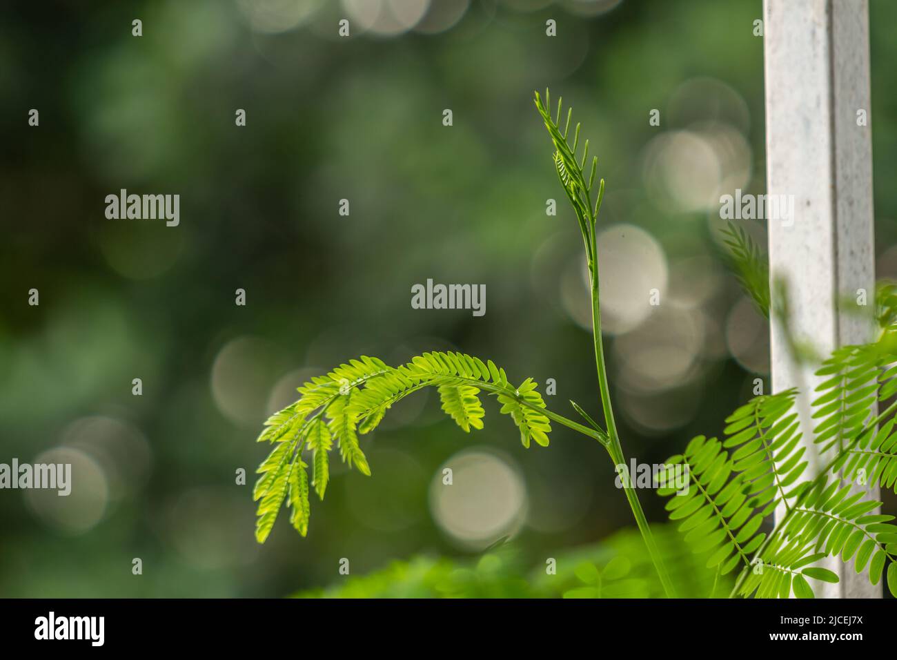 Die Triebe der Tamarindenpflanze sind grün, die kleinen Blätter sind frisch grün, das Pflanzenwachstum Stockfoto