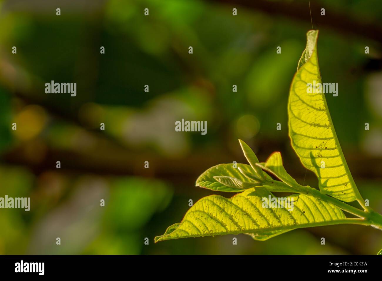 Grüne Blätter der Guava-Pflanze, leicht raue Oberfläche mit deutlich sichtbarem Blattskelett, tropische Fruchtpflanze Stockfoto