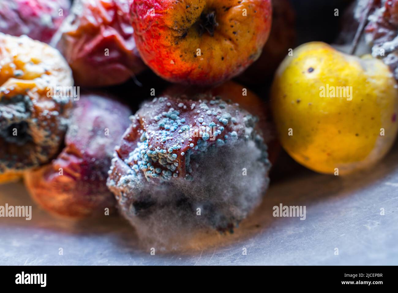 Verfaulte Äpfel verschiedener Farben, die mit Schimmel bedeckt sind Stockfoto