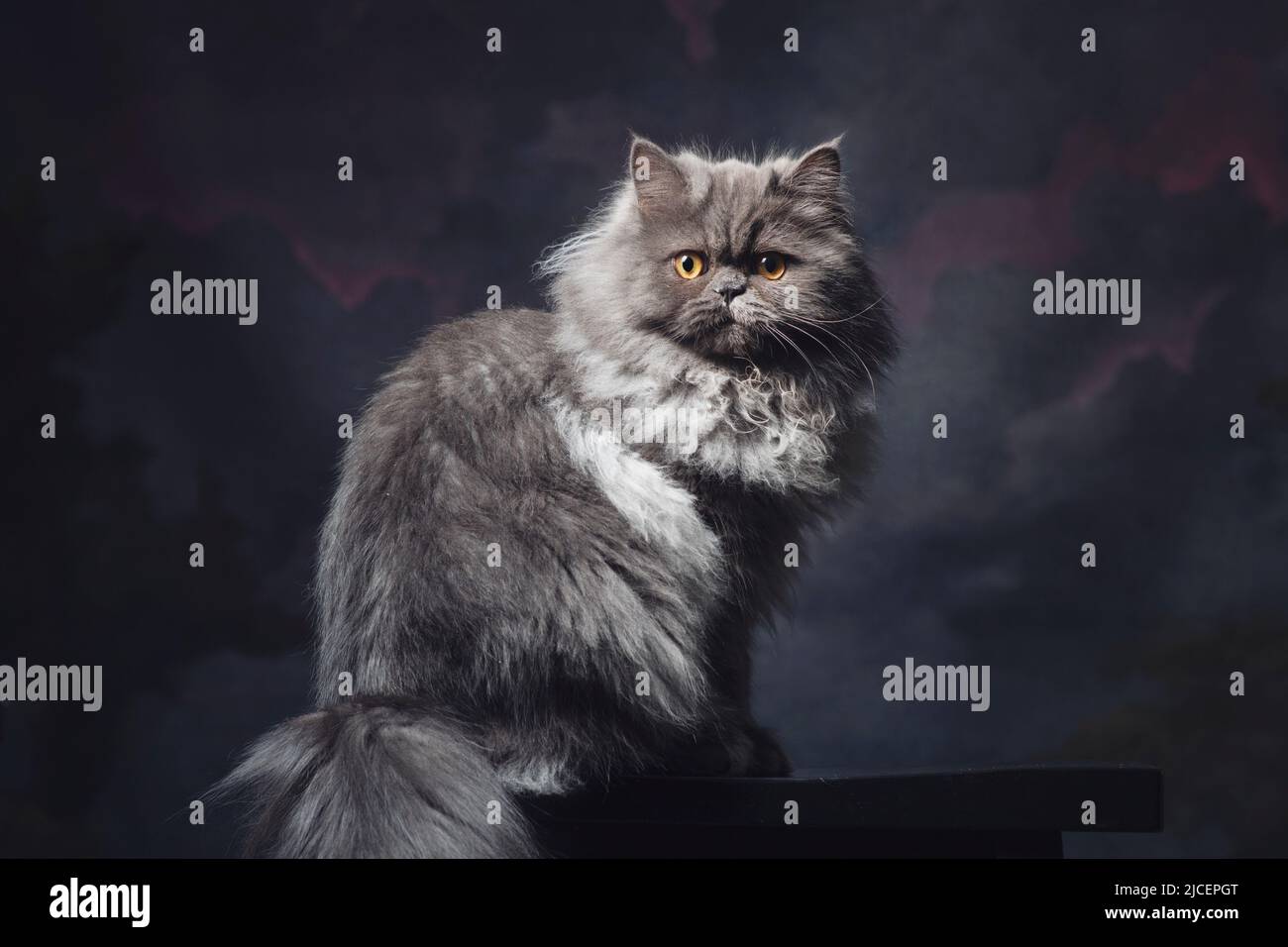 Porträt einer schön flauschigen grauen und silbernen Katze vor einem gemalten Hintergrund. Stockfoto