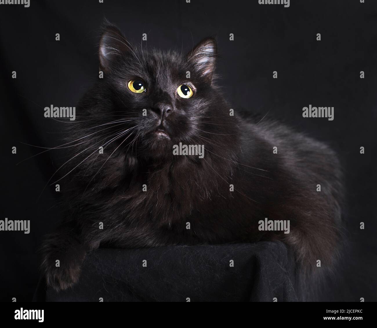 Ziemlich langhaarige schwarze Katze sitzt und posiert vor einem schwarzen Hintergrund. Stockfoto