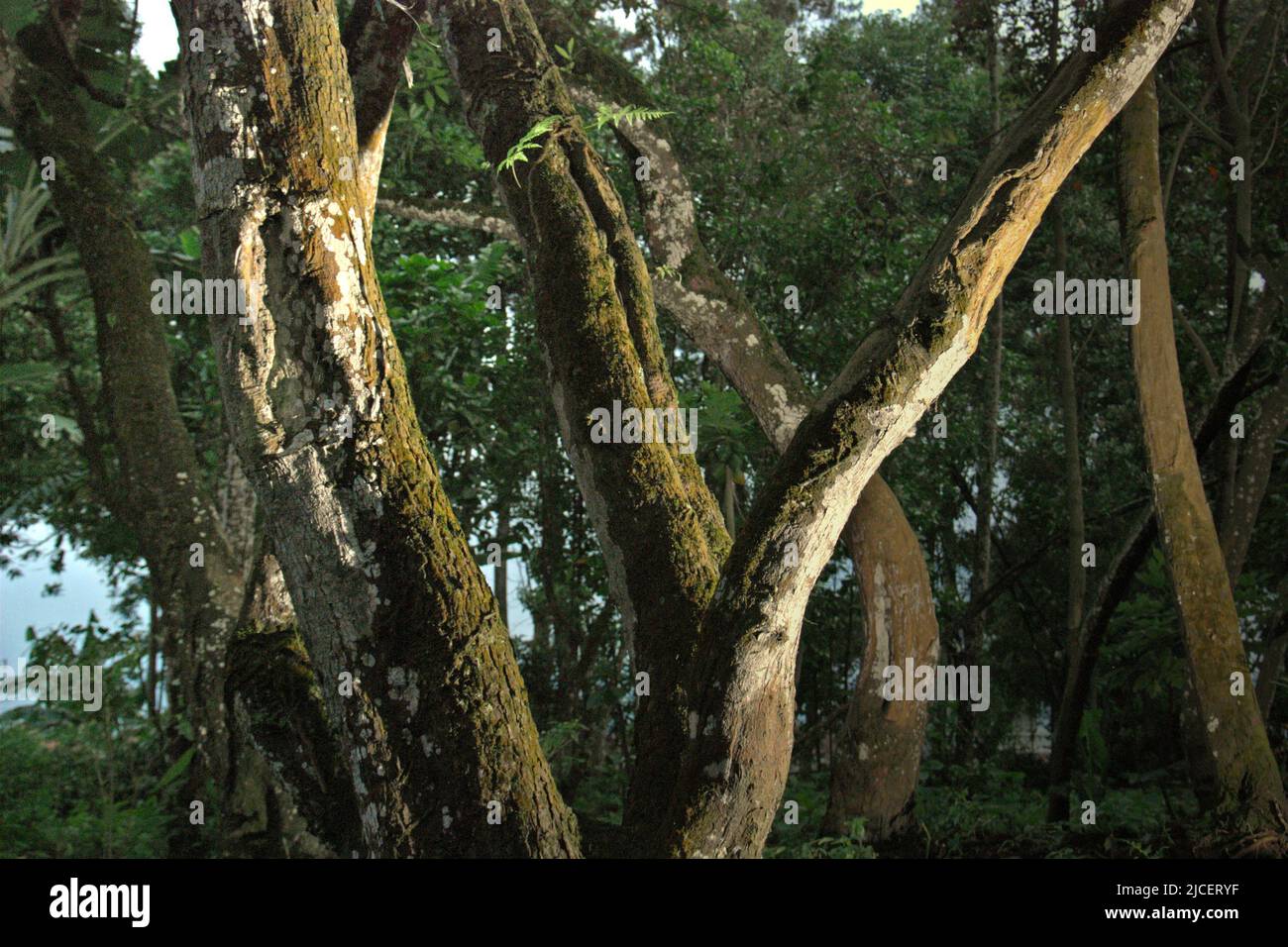 Unbekannte Arten von Cinchona-Bäumen in Lembang, West Bandung, West Java, Indonesien. Stockfoto