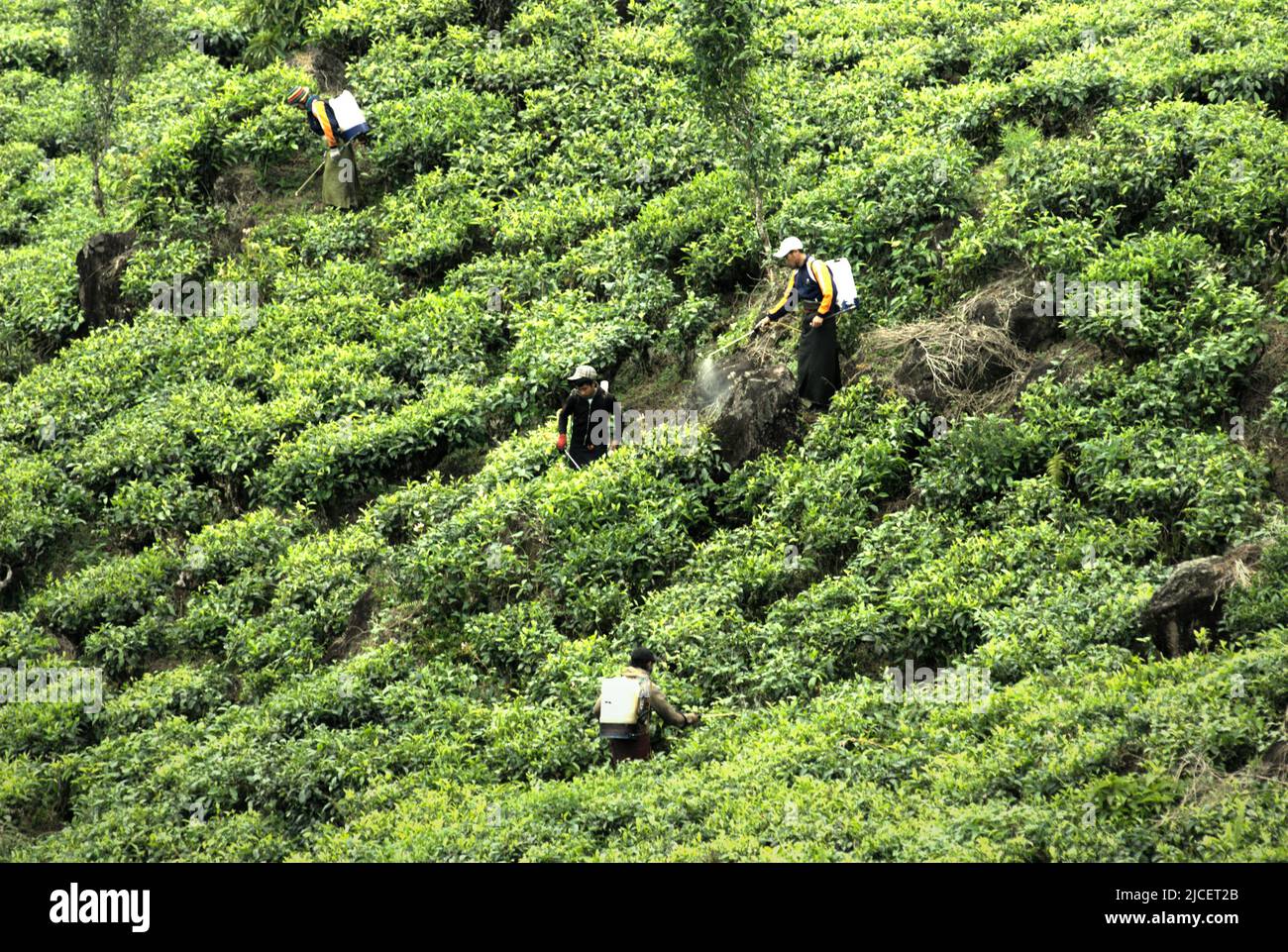 Mitarbeiter, die in Rancabali bei Ciwidey in Bandung, West Java, Indonesien, Pestizide auf Teepflanzen sprühen. Stockfoto