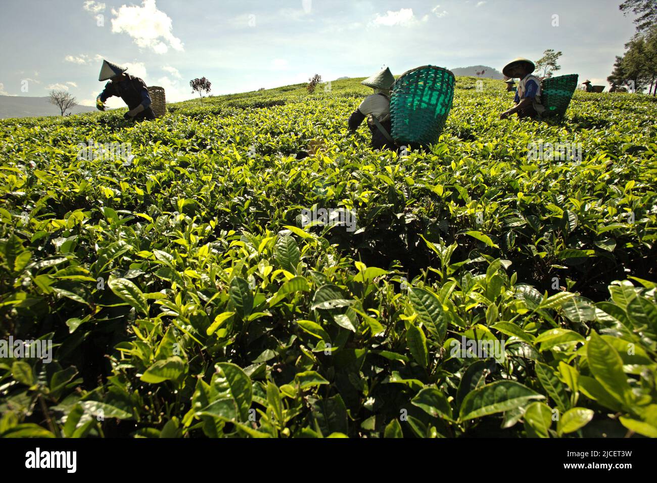 Teepflücker arbeiten auf der Malabar-Teeplantage in Pangalengan (Pengalengan), Bandung, West-Java, Indonesien. Stockfoto