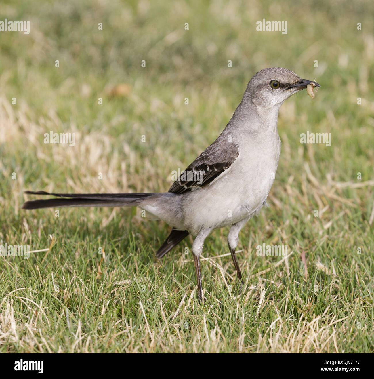 Nördlicher Mockingbird fing Wurm. Shoreline Lake and Park, Santa Clara County, Kalifornien, USA. Stockfoto