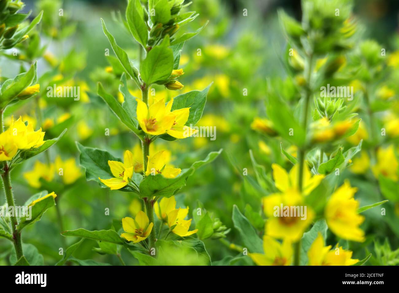 Gelbe Blumengarten Sommer grüne Jahreszeit Stockfoto