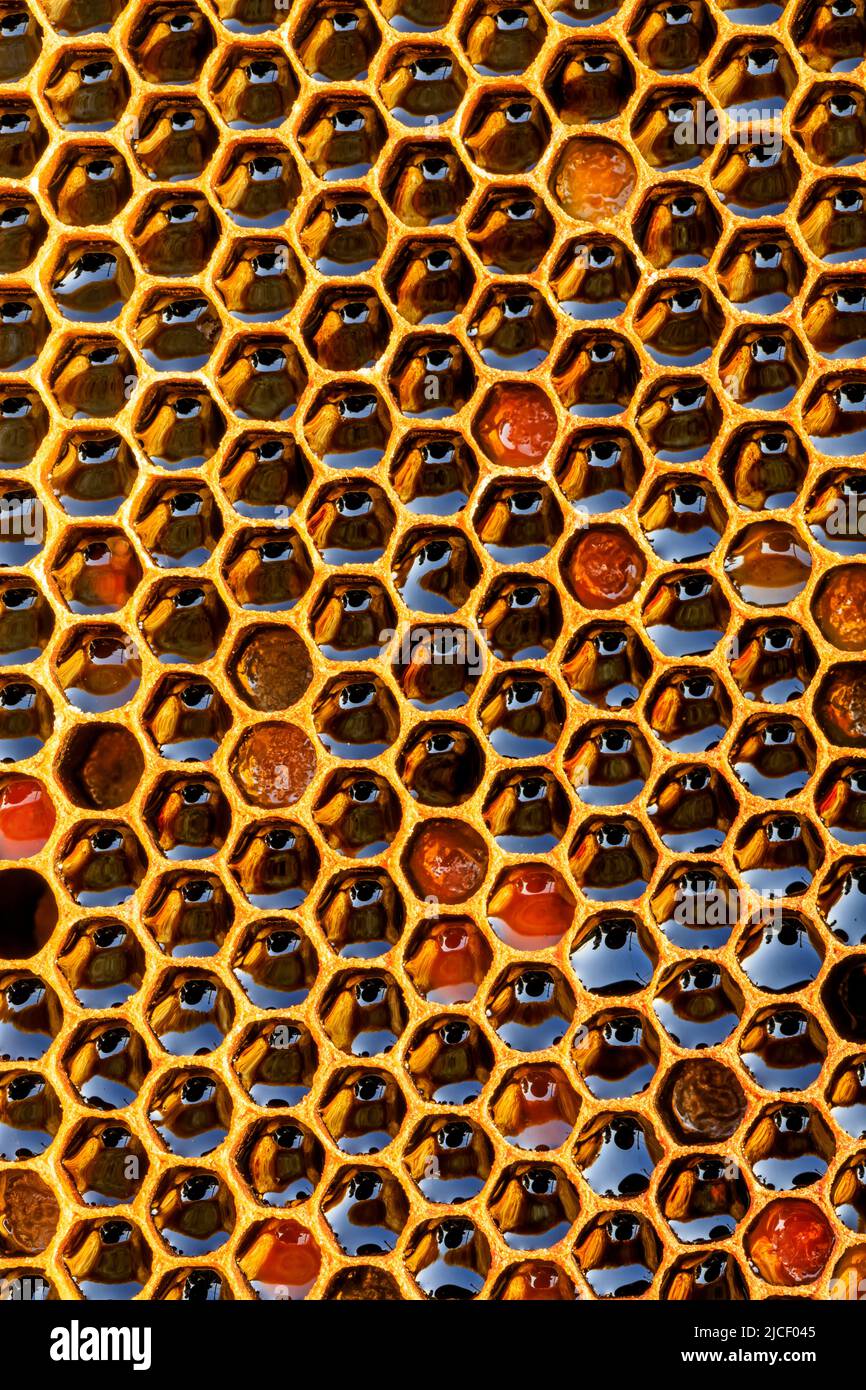 Honigwabe mit Honig als sehr schöner natürlicher Hintergrund. Bee Hive Hintergrund Textur und Muster. Stockfoto