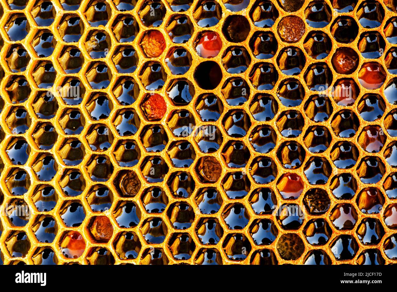 Honigwabe mit Honig als sehr schöner natürlicher Hintergrund. Bee Hive Hintergrund Textur und Muster. Stockfoto