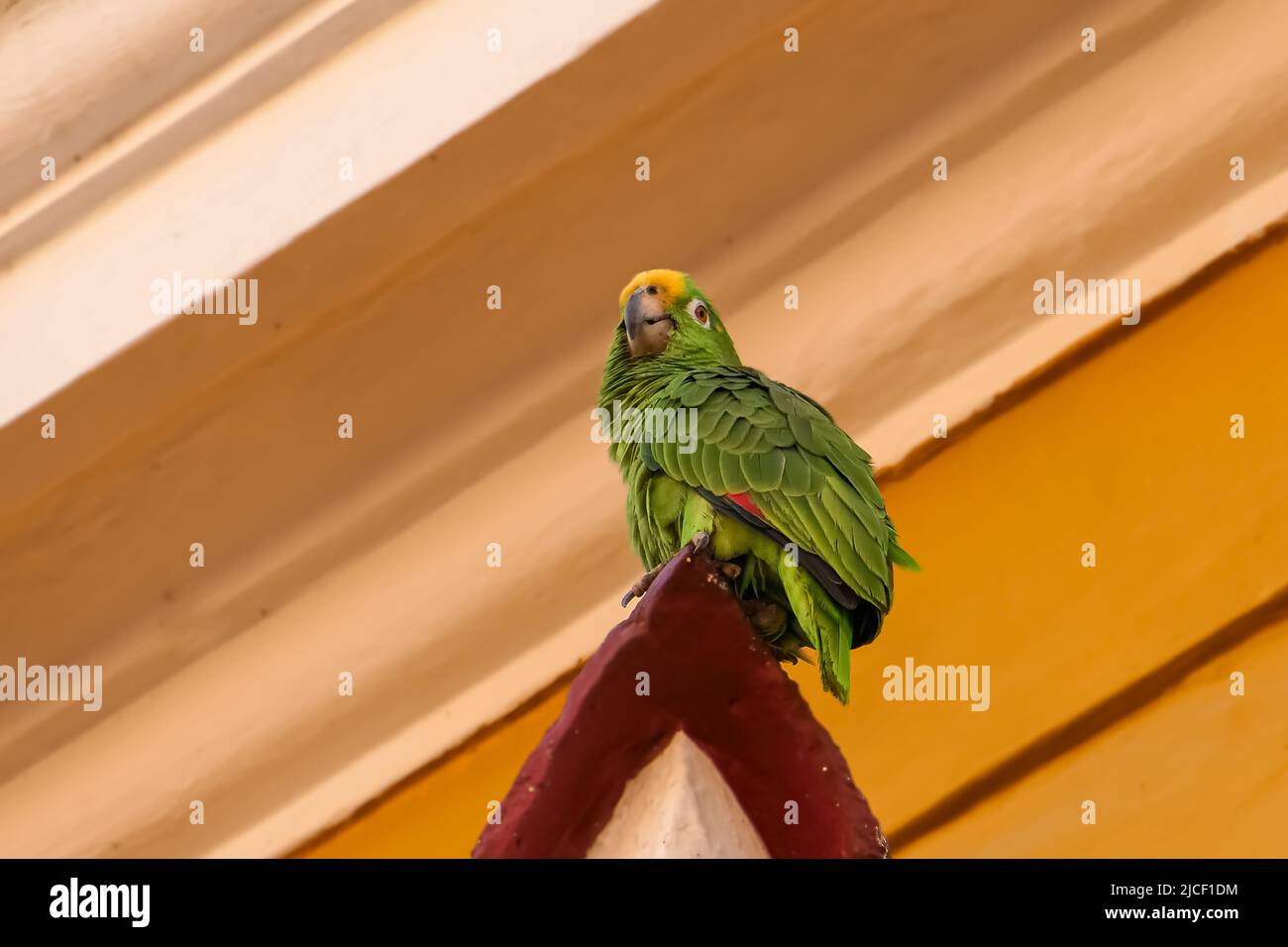 Nahaufnahme eines Papageien mit Gelbkrönung, der im Nachmittagslicht auf einer farbenfrohen Hausfassade steht Stockfoto