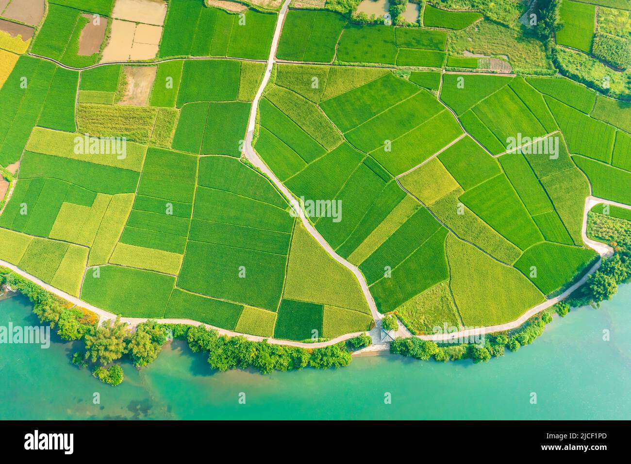 Luftaufnahme von grünen Reisfeldern. Farmland-Szene. Stockfoto