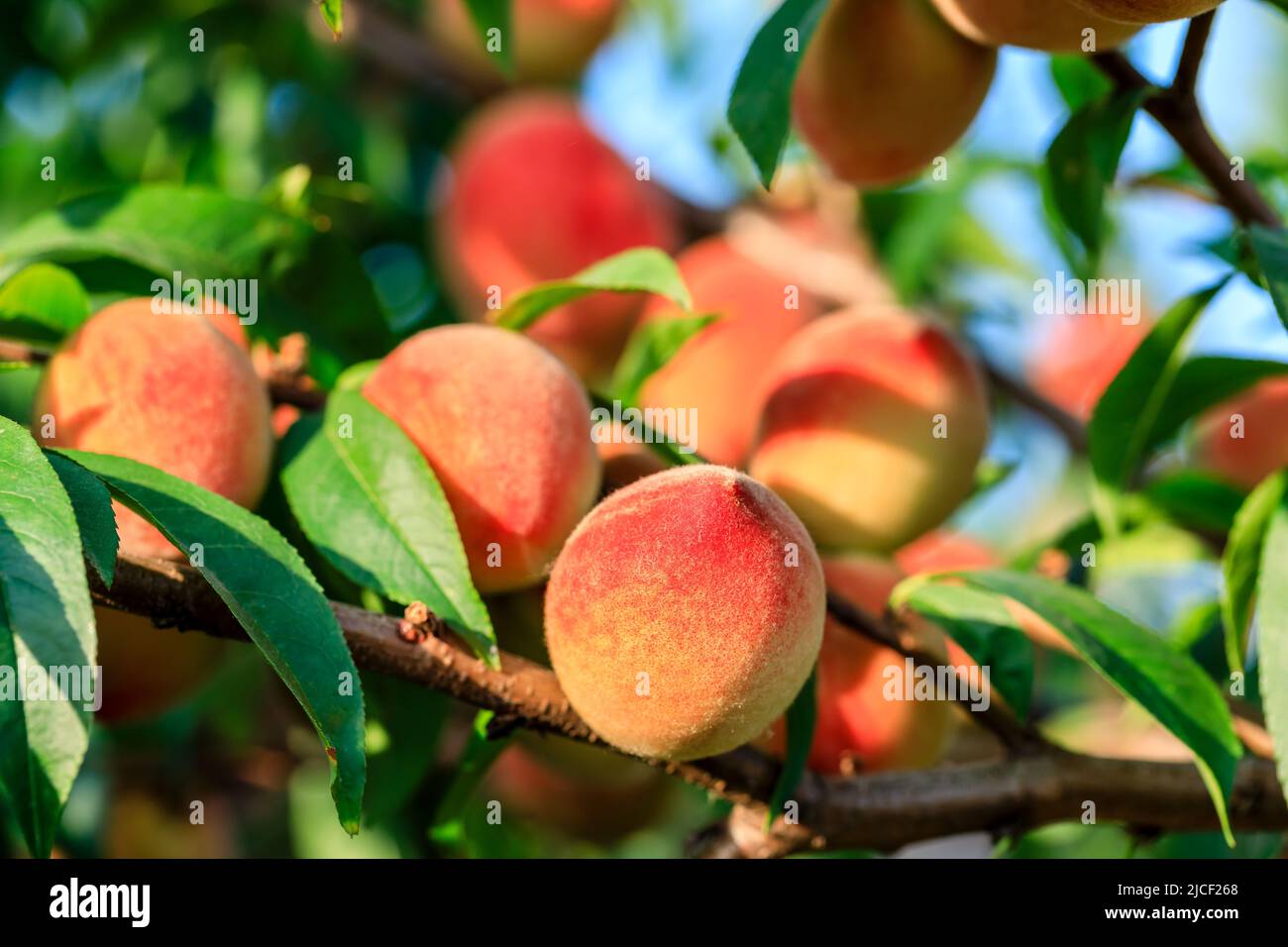 Reife süße Pfirsichfrucht wächst auf Pfirsichzweig in Obstgarten Stockfoto