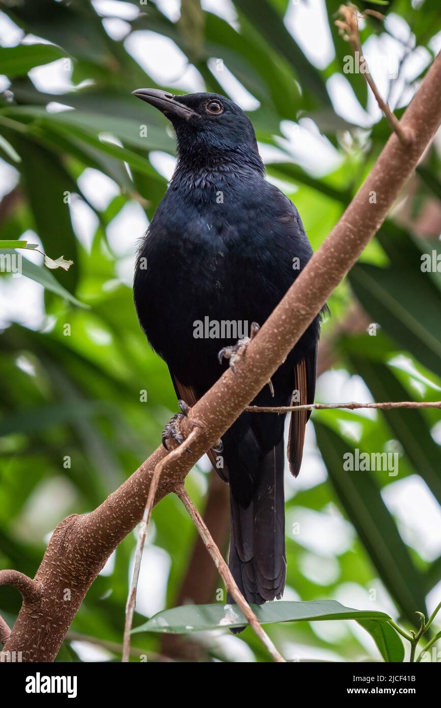 Afrikanischer Rotflügelstar, Onychognathus morio Stockfoto