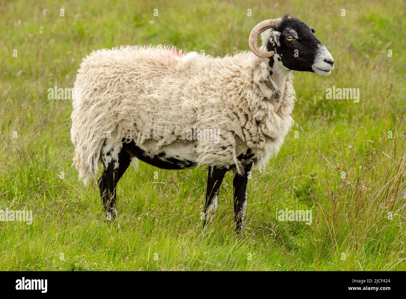 Swaledale-Mutterschafe oder weibliche Schafe, die nach rechts schauten und auf einer Sommerwiese mit üppigem grünen Gras in Nidderdale, Yorkshire Dales, Großbritannien, standen. Horizont Stockfoto