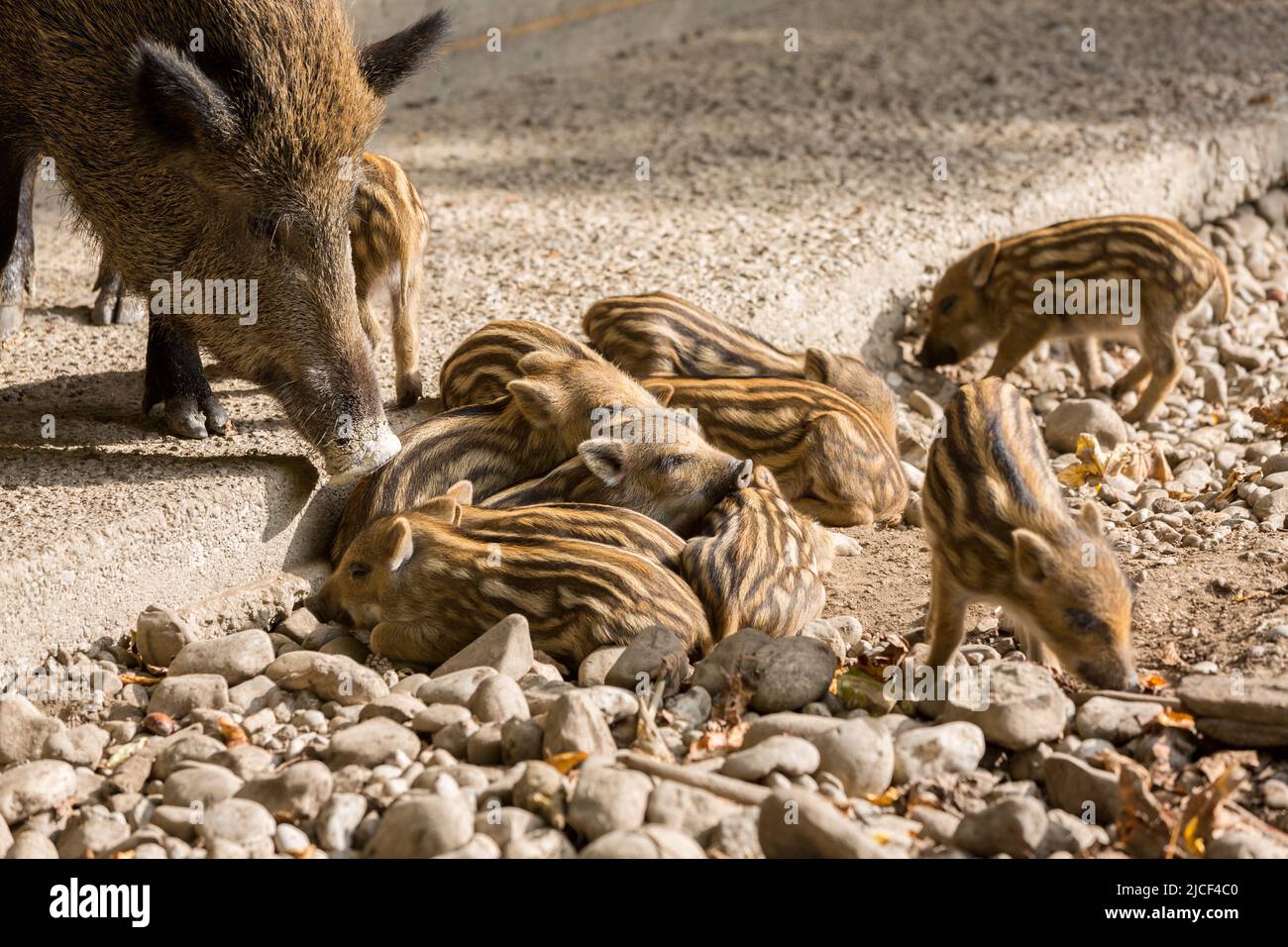 Eine Gruppe von Wildschweinschweinferkeln. Zusammengekauert, um warm zu bleiben. Mit reifen Wildschweinen. Stockfoto