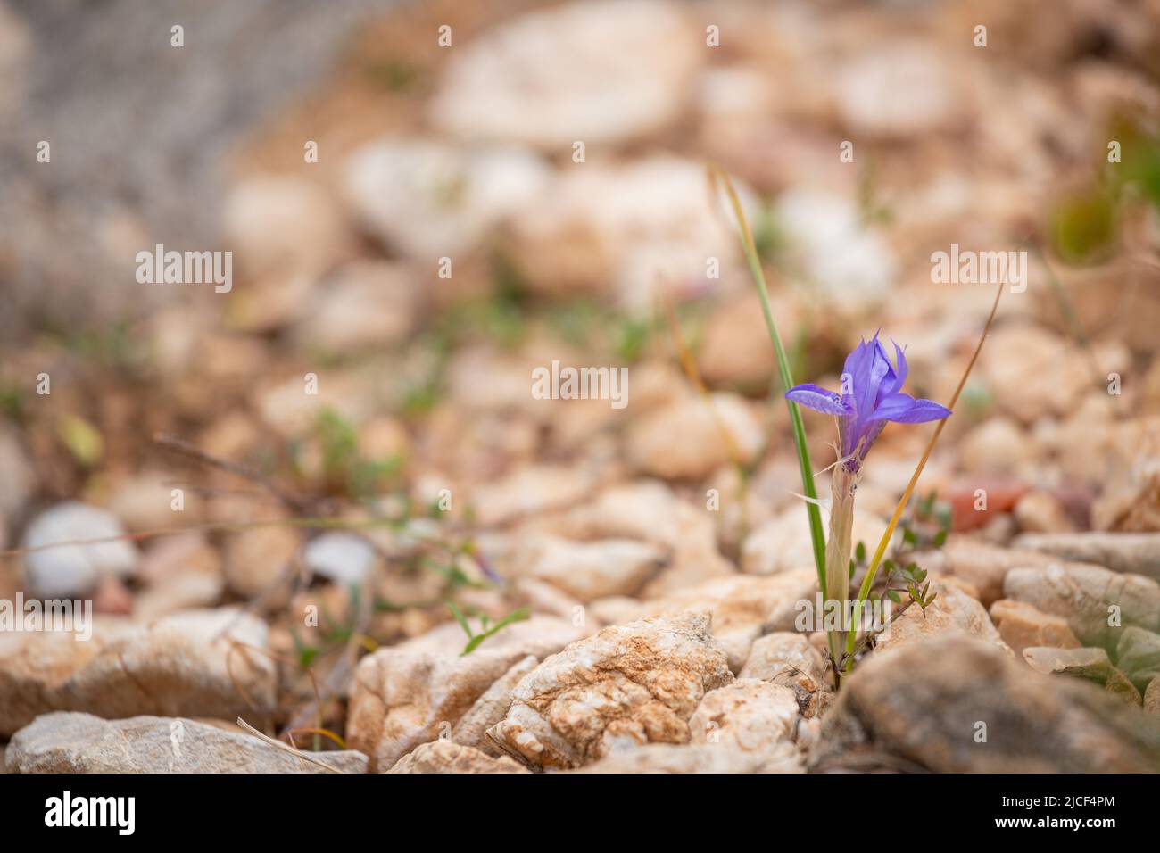 Moraea sisyrinchium oder Gynandriris sisyrinchium, auch als barbarennuss bekannt. Wilde kleine Iris. Leicht zu finden in der Türkei, im Mittelmeerraum. Stockfoto