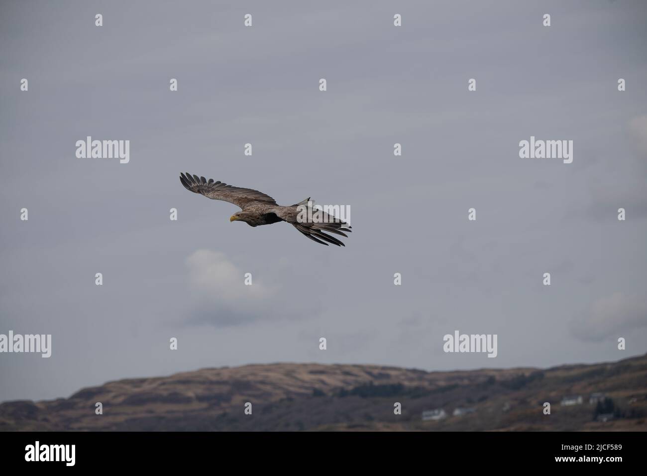 Seeadler (Haliaeetus albicilla), Loch Tuath, Ulva Ferry, Mull, Inner Hebriden Stockfoto