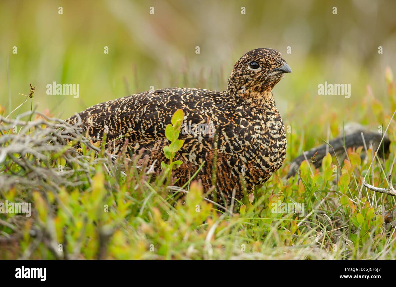 Rothuhn. Wissenschaftlicher Name: Lagopus lagopus. Nahaufnahme einer Rothuhn Henne, die in natürlichem Moorgebiet brütet, mit Blick nach rechts. Hintergrund bereinigen. Stockfoto
