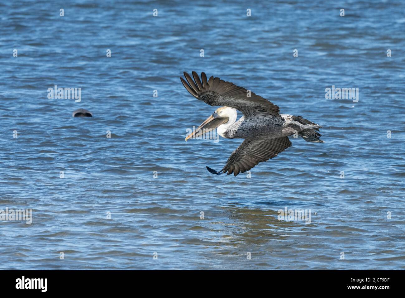 Ein brauner Pelikan, Pelecanus occidentalis, der über die Laguna Madre auf South Padre Island, Texas, fliegt. Stockfoto