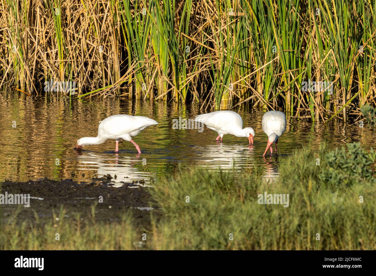 American White Ibis, Eudocimus albus, in einem sumpfigen Feuchtgebiet auf der Jagd nach Beute. South Padre Island Birding Center, Texas. Stockfoto