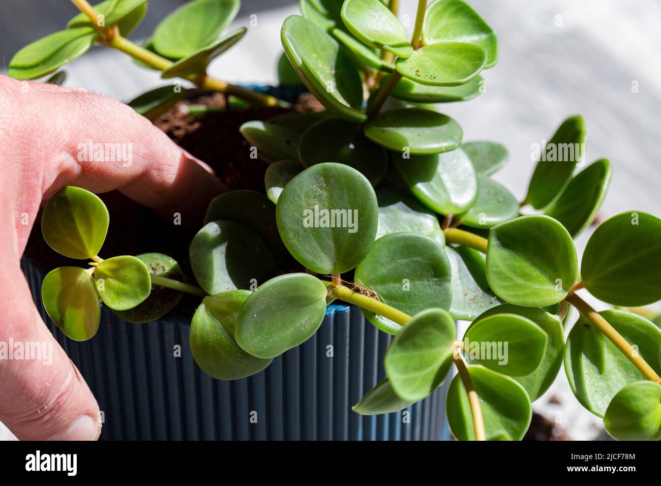 Peperomia tetraphylla, bekannt als Eichel oder vierblättrige peperomia, wird in einem blauen Topf im Innenbereich gepflanzt. Stockfoto