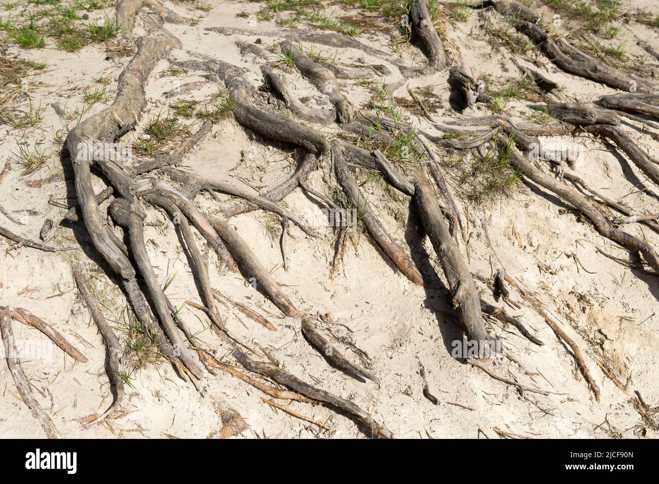 Große Baumwurzeln, die durch Bodenerosion an die Oberfläche kommen. Stockfoto