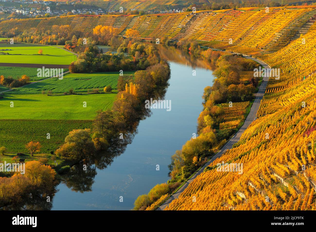 Weinberge am Neckar im Herbst, Hessigheim, Neckartal, Baden-Württemberg, Deutschland Stockfoto