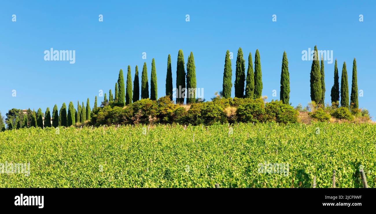 Weinberge in der Nähe von Radda in Chianti, Chianti, Provinz Florenz, Toskana, Italien Stockfoto