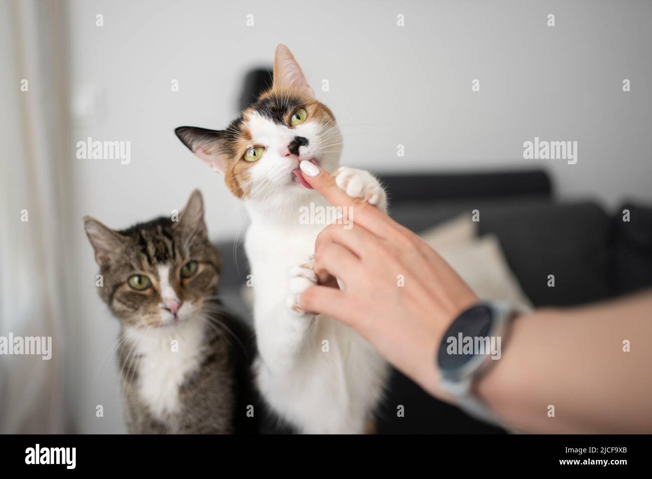 Zwei unterschiedlich aussehende Katzen nebeneinander. Eine Katze leckt den Finger der weiblichen Tierbesitzerin Stockfoto