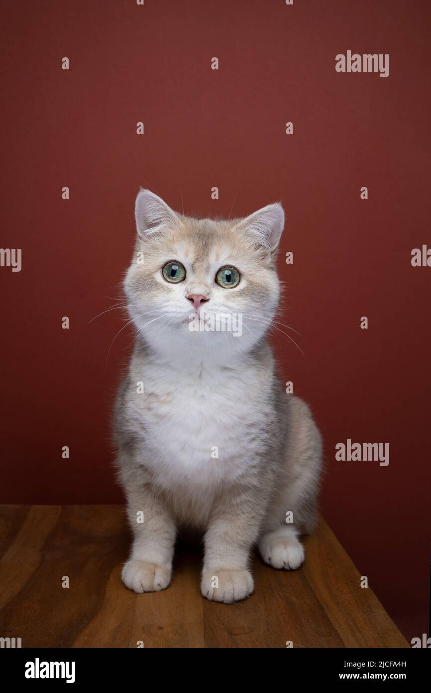 Neugieriges blaugoldenes Muschel britisches Kurzhaar Katzenportrait Stockfoto