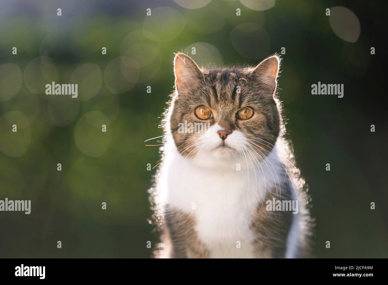 Tabby weißes britisches Kurzhaar-Katzenportrait im Freien mit Hintergrundbeleuchtung Stockfoto
