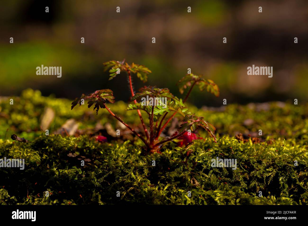 Kleine junge Wildpflanze wächst im Frühjahr auf Moos, Macro Photography Stockfoto
