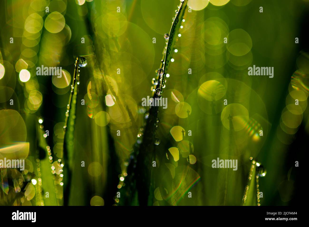 Nasses Gras mit Regen und Wassertropfen, Makrofotografie, wunderschöne Blendenringe, geringe Schärfentiefe Stockfoto