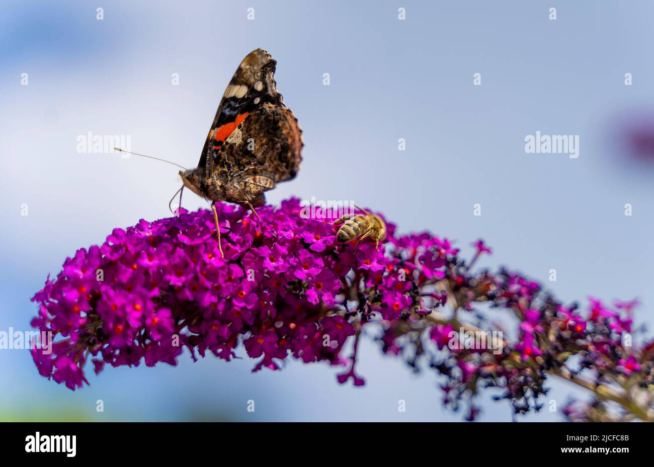 Kleiner Schildpatt-Schmetterling und Biene auf Blüte von purpurem Sommerflieder, Bayern, Deutschland Stockfoto