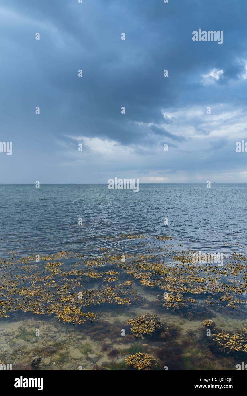 Deutschland, Schleswig-Holstein, Eckernförder Bucht, Steilküste bei Dänisch-Nienhof, Algenteppich Stockfoto