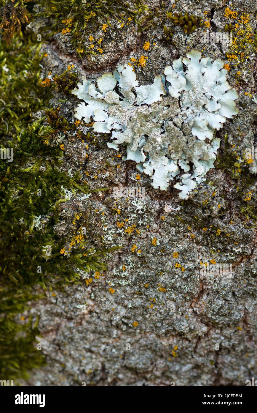 Kleines Herz aus leichter Flechte auf der Rinde eines Baumstammes, Deutschland, Hessen, Naturpark Lahn-Dill-Bergland Stockfoto