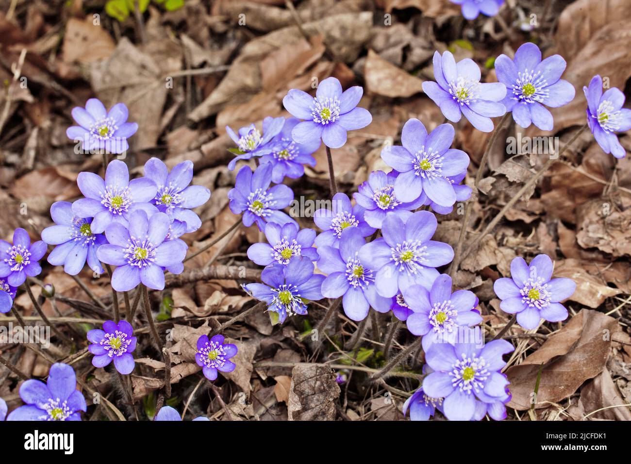 Leberblümchen, blau-violette Frühlingsblümchen in Laubwäldern Stockfoto