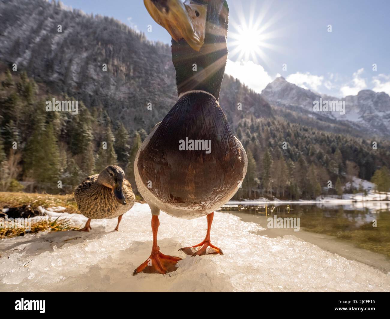 Ein entendrake ganz nah am Weitwinkel, im Hintergrund die Wettersteingebirge, der Ferchensee mit blauem Himmel, frischer Schnee auf den Bäumen und die Nachmittagssonne mit Sonnenstern. Stockfoto