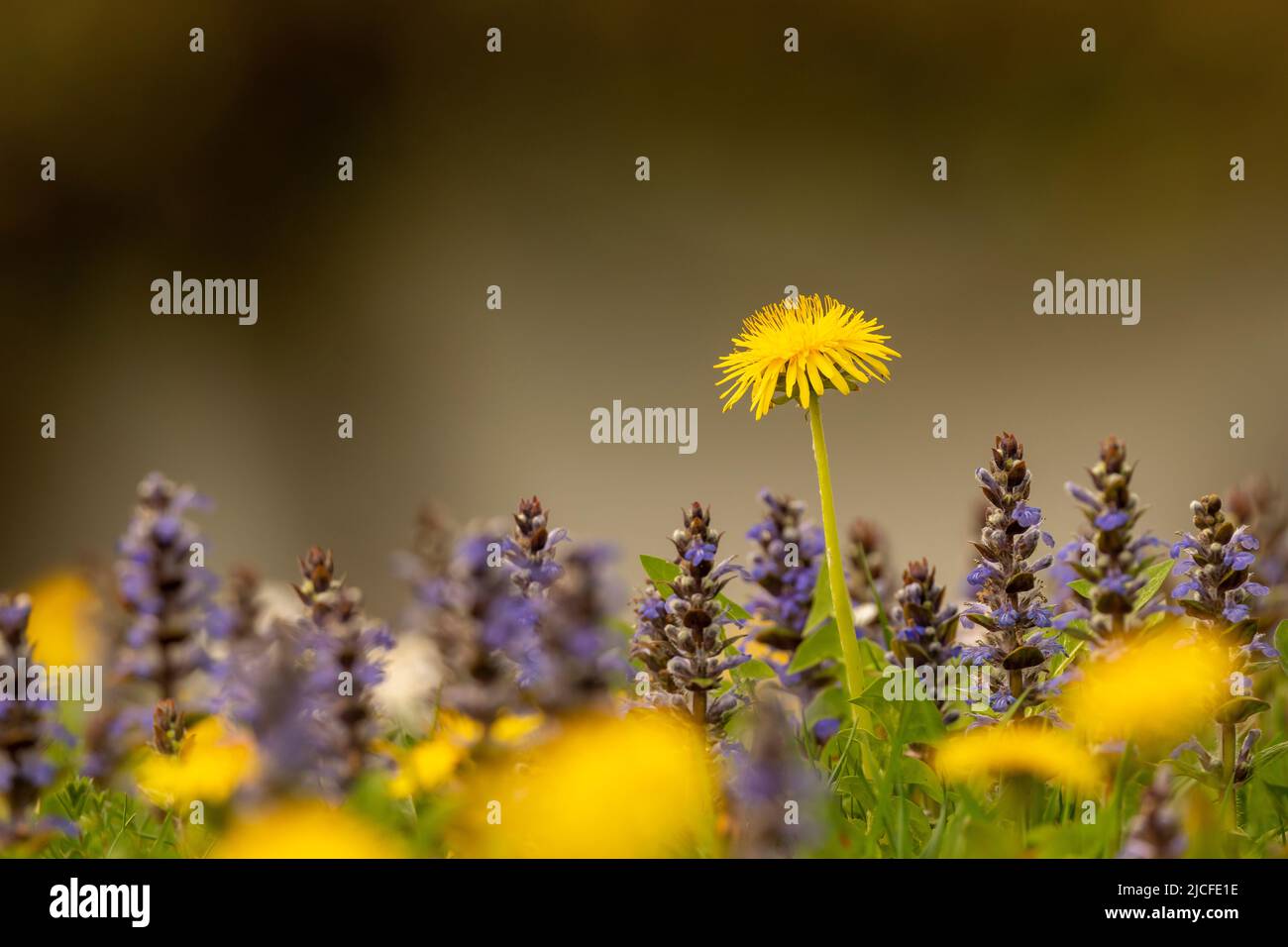 Bgleweed blüht auf einer dichten Blumenwiese mit dem Elandelion im Frühjahr, fotografiert zwischen gelben Edelblumenblüten, dominiert das Goldgelb und leuchtet. Stockfoto